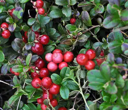 م Cranberry (التوت البري الفاخر)