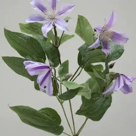 نانسي الحديد (زهر السعادة)