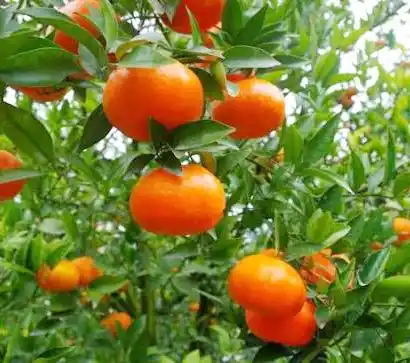 البُرتقال الأحمر (فاكهة الغنى)