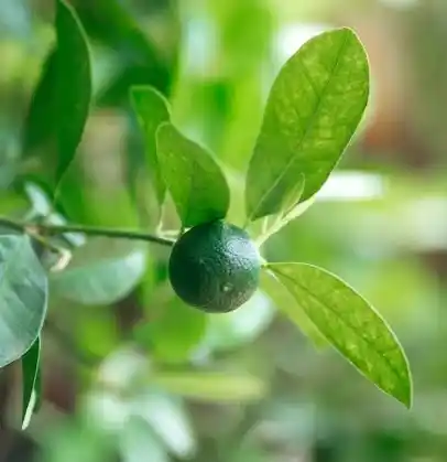 ليمون بارد (فخامة الطبيعة)