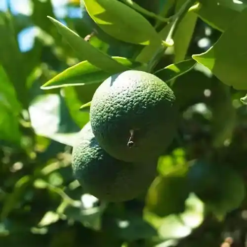 ليمون مقطر (عطر الحياة)