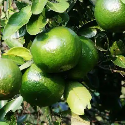 البرتقال الأخضر (الرفاهية الطبيعية)