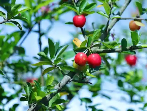 الكريز (لذّة الجمال)