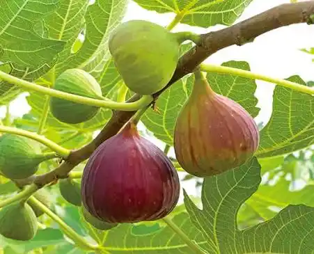 التين (فاكهة السعادة)