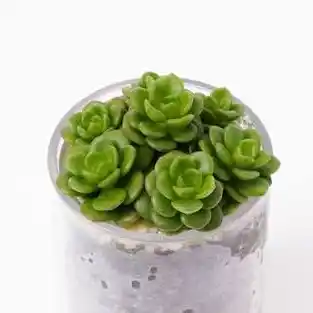 جنس كراسولا (التوازن الفاخرة)